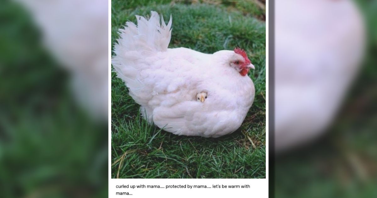 Por qué la internet está obsesionada con el 'mama posting'?